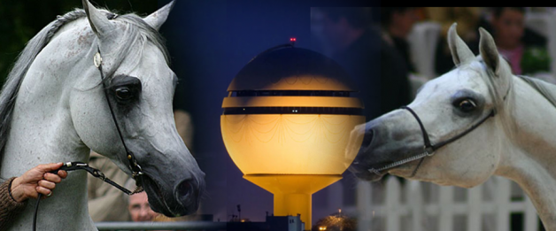 إقامة مسابقة جمال للخيل العربية لأول مره بالقصيم!!