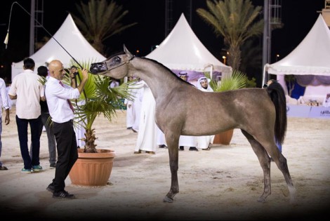 انطلاق بطولة الإنتاج المحلي السادسة بالطائف– نتائج فئات اليوم الأول