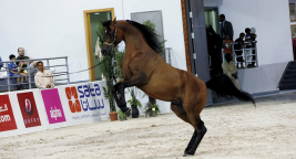مهرجان الشارقة الخامس للجواد العربي الجمعة