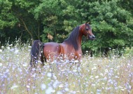 توفر شبوات للفحل (كحيل الشقب) ببيت العرب في الكويت