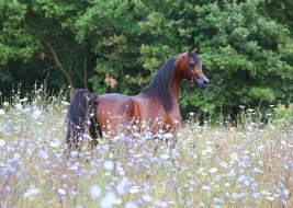 توفر شبوات للفحل (كحيل الشقب) ببيت العرب في الكويت