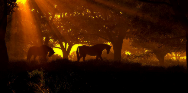 الشرق الأوسط تايتل … على (شو)؟