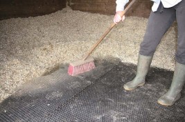 الأمونيا: الخطر الكامن في الحظيرة