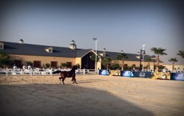 مزاد «السـيد» و«الوصيل» ٢٠١٧ للخيل العربية ينجح بتحقيق أكثر من ٢،١ مليون ريال .. وإقبال كبير من الزوار