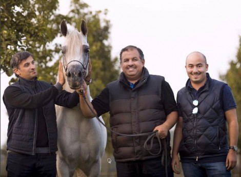 «الخشاب» و«البداير» و«الشحانية» و«النايفات» ابطال (دوفيل ٢٠١٧) لجمال الخيل العربية الأصيلة