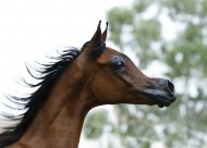 صخب إعلامي كبير حول انتاج خيل عربي في الولايات المتحدة برأس مقعر بشكل خيالي – فيديو