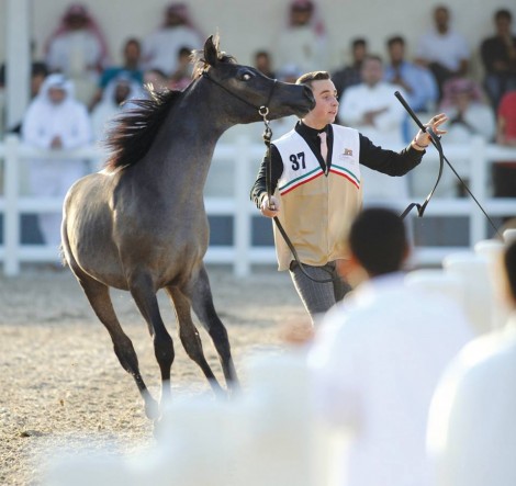 اختتام بطولة الكويت للسلالة المصرية 2017 في نسختها الثالثة – النتائج النهائية