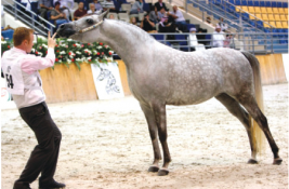 مهرجان الجواد العربي للسلالة المصرية يختتم اليوم في الشارقة