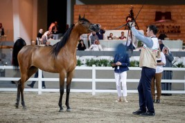 (الخشاب) يتوشح بذهب وفضة وبرونز (الكويت الوطنية السادسة) لجمال الخيل العربية – النتائج النهائية