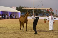 الجمعة..انطلاق بطولة فيصل بن حمد بالبحرين لجمال الخيل العربية الأصيلة