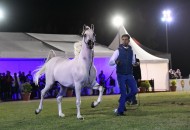 اختتام بطولة فيصل بن حمد آل خليفة الثامنة بالبحرين – النتائج النهائية