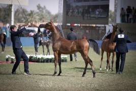 بدء التسجيل في مهرجان الأمير سلطان بن عبدالعزيز 2018 لجمال الجواد العربي