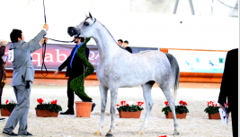 المهرة شيرين لمربط عذبه تحقق ذهبيه بطولة ايطاليا الوطنية وجائزة أجمل عرض و تحقق اعلى علامة في البطولة