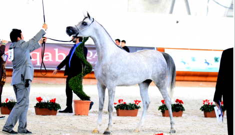 المهرة شيرين لمربط عذبه تحقق ذهبيه بطولة ايطاليا الوطنية وجائزة أجمل عرض و تحقق اعلى علامة في البطولة