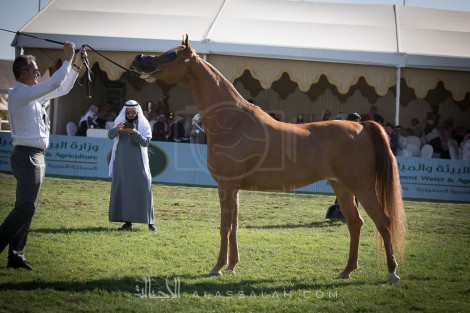 صور مقتطفة من اليوم الثاني لبطولة مركز الملك عبدالعزيز للخيل العربية الأصيلة ٢٠١٧