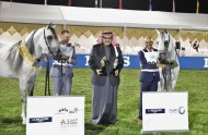 اختتام بطولة الخيل سعودية الأصل والمنشأ بمركز الملك عبدالعزيز للخيل العربية الأصيلة بديراب