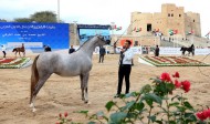 بطولة الفجيرة لجمال الخيول العربية تختتم اليوم