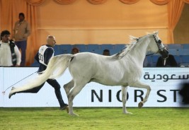 الأمير عبدالعزيز بن أحمد: “إنشاء مركز الملك عبدالعزيز بديراب كان للعناية بالخيل سعودية الأصل والمنشأ والمحافظة على أرسانها لأنها تراث سعودي أصيل”
