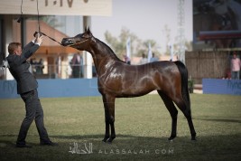 هذا الإثنين .. هو آخر موعد للتسجيل في مهرجان الأمير سلطان بن عبدالعزيز 2018 لجمال الجواد العربي