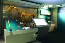 الرحالة الإيطالي “غوارماني” والخيل العربية