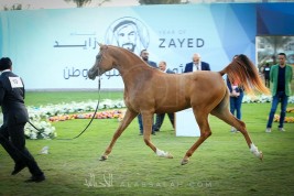 مزاد مربط عجمان ٢٠١٨ للخيل العربية الأصيلة يحقق نجاحاً باهراً بمبيعات تجاوزت الـ ٣ ملايين