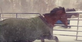 فيديو: ردة فعل غريبة لخيول بعد خروجها في الثلج