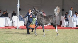 ناصر بن حمد: بطولة “فيصل بن حمد الدولية لجمال الخيل العربية” محطة مهمة بتاريخ البحرين