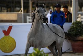 خمس ذهبيات للبحرين وذهبية للسعودية في ختام بطولة فيصل بن حمد آل خليفة الدولية الثانية لجمال الخيل العربية – النتائج النهائية