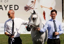 «الزبير» و«البداير» و«دبي» و«عجمان» ابطال (الإمارات الوطنية) لجمال الخيل العربية 2018 – النتائج النهائية للبطولة الوطنية المفتوحة