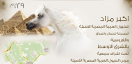 أكبر مزاد للخيول العربية المصرية الأصيلة