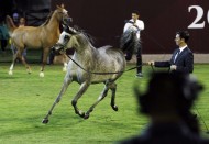 (نويدرة وعاجلة الزبير)  تتزعمان مجموعتيهما في انطلاقة بطولة أبوظبي الدولية لجمال الخيول العربية 2018 