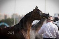 صور مقتطفة من اليوم الختامي لبطولة ابوظبي الدولية ٢٠١٨ لجمال الخيل العربية الأصيلة