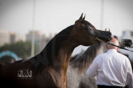 صور مقتطفة من اليوم الختامي لبطولة ابوظبي الدولية ٢٠١٨ لجمال الخيل العربية الأصيلة