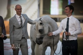 (بستوريا) و (فخر الزبير) يحلقان عاليا في (أبوظبي الدولية 2018) لجمال الخيل العربية