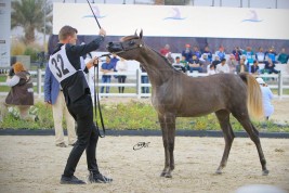 النتائج النهائية لكأس كل الأمم للخيل المصرية ضمن مهرجان الكويت الدولي للجواد العربي 2018