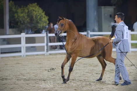 صور مقتطفة من اليوم الأول لكأس كل الأمم للخيل المصرية بالكويت ٢٠١٨