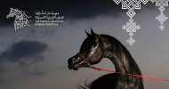 جدول مهرجان الشرقية للخيل العربية الأصيلة 2018 الذي ينطلق الخميس القادم