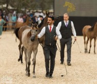 نتائج منافسات اليوم الأول لبطولة الشرقية للخيل العربية الأصيلة 2018