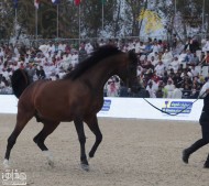 نتائج منافسات اليوم الأول لبطولة كأس الخليج للخيل العربية المصرية 2018