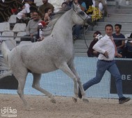 النتائج النهائية لبطولة كأس الخليج للخيل العربية المصرية 2018