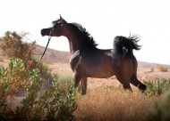 وداعاً (حلا السيد) .. لعل الله يحدث بعد ذلك أمرا ..!