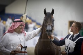 صور مقتطفة من اليوم الثاني لبطولة الشارقة الدولية ٢٠١٨ للجواد العربي