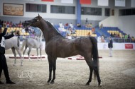 «قابل عذبه» يحقق ذهب الأمهار  بجدارة بمهرجان الشارقة الدولي التاسع عشر للجواد العربي
