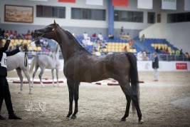 «قابل عذبه» يحقق ذهب الأمهار  بجدارة بمهرجان الشارقة الدولي التاسع عشر للجواد العربي