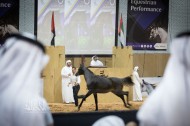 مزاد لؤلؤة دبي للخيل 2018 ينجح بتحقيق مبيعات فاقت الـ ٥ ملايين درهم