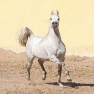 تربية الخيول في مصر تصطدم بقيود التصدير وقصور الرعاية