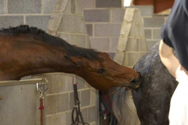 مشاكل السلوك في الأفراس: المبايض ليست المسؤولة دائما