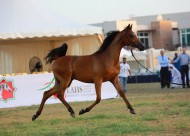 منافسات مثيرة في افتتاح البطولة الوطنية  لجمعية الإمارات للخيول العربية 2018