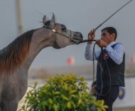 بطولة فيصل بن حمد بالبحرين لجمال الخيل العربية للمربين تنطلق غداً