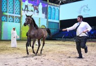 النتائج النهائية لبطولة الشيخ فيصل بن حمد لجمال الخيل العربية للإنتاج المحلي ٢٠١٨